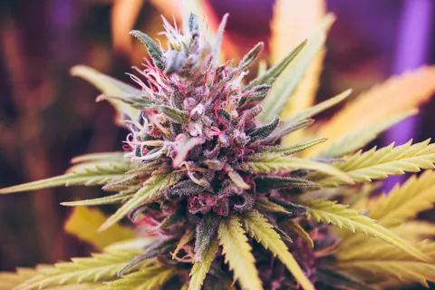 October Strain Spotlight: Gelato