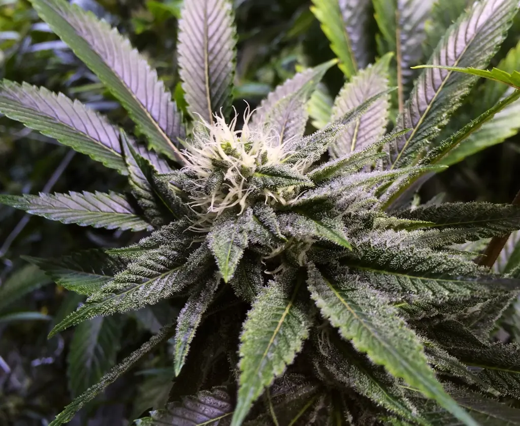 Weed