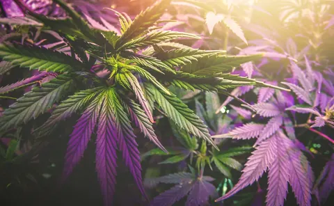 January Strain Spotlight: MAC