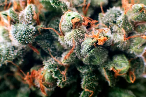 December Strain Spotlight: Ice Cream Cake