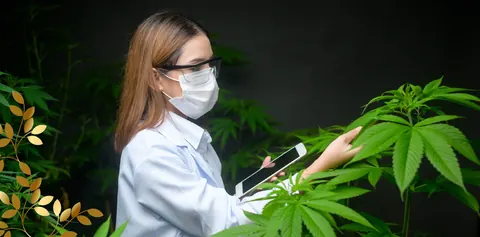 Focus and Memory: How Cannabis Influences Study Performance